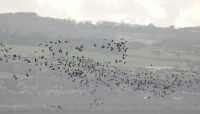 Dee Estuary at Parkgate